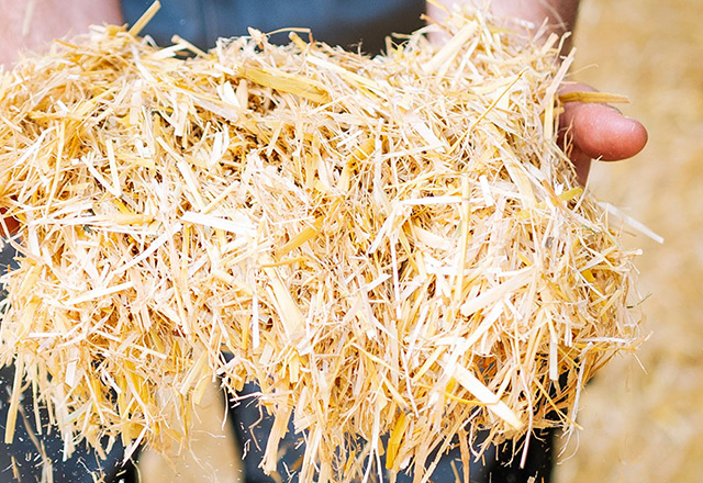 Feeding - Straw
