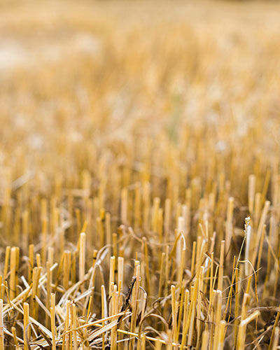 Corn