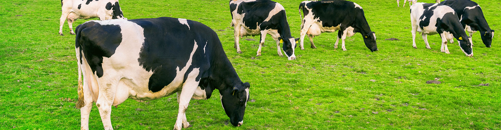 Cows eating