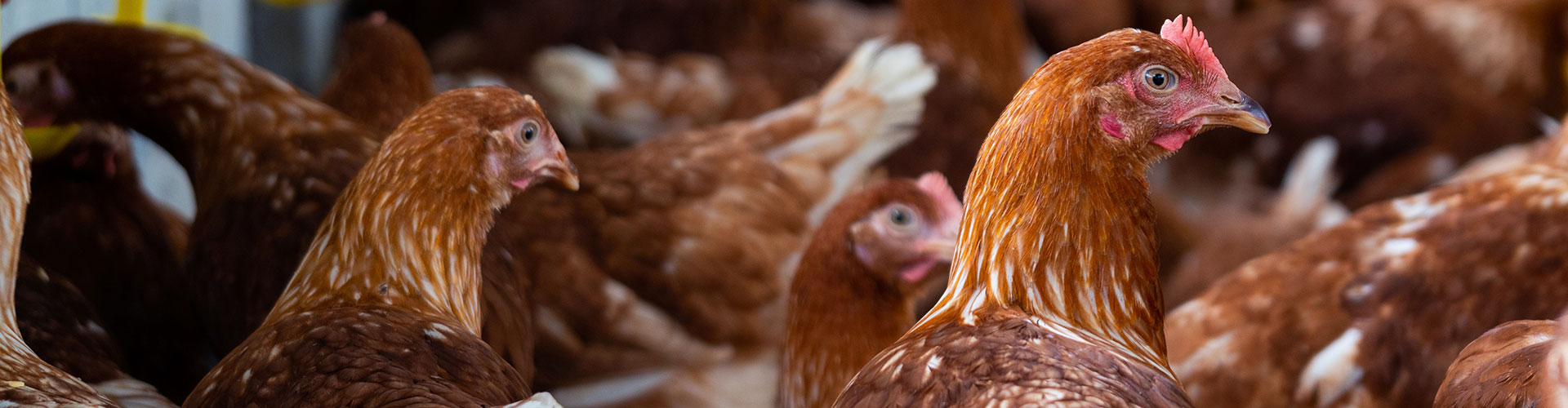 Brown chickens